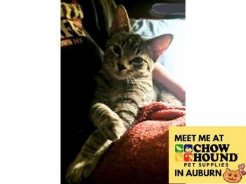 FLASH -  Domestic Short Hair Cat for Adoption in Fort Wayne, Indiana - FLASH | PetCurious