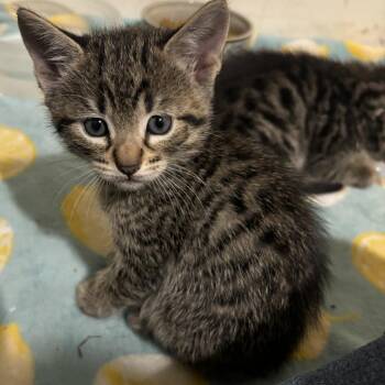 Dean -  Domestic Short Hair Cat for Adoption in Medford, Oregon - Dean | PetCurious