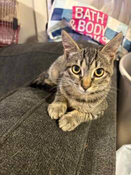 Rescue Domestic Short Hair Cats for Adoption in Gladstone, Oregon - Laney | PetCurious