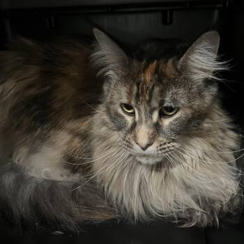 Maine Coon Cats Available for Adoption - Nico | PetCurious