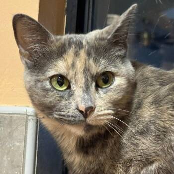 Milk Cooler -  Domestic Short Hair Cat for Adoption in Tucson, Arizona - Milk Cooler | PetCurious