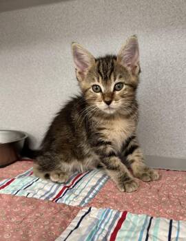-Spice -  Tabby and Domestic Medium Hair Cat for Adoption in Red Bluff, California - -Spice | PetCurious