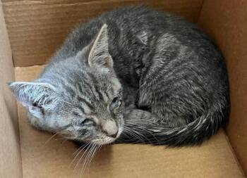 Minnow -  Domestic Short Hair Cat for Adoption - Minnow | PetCurious