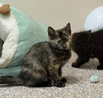 Domestic Short Hair Cats Available for Adoption in Pitman, New Jersey - Hazel | PetCurious