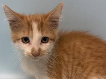 Ramen -  Domestic Medium Hair and Domestic Short Hair Cat for Adoption in Golden Valley, Minnesota - Ramen | PetCurious