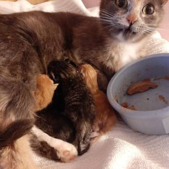 Gretta -  Domestic Short Hair Cat for Adoption in Eureka Springs, Arkansas - Gretta | PetCurious