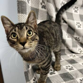 Rescue Domestic Short Hair Cats for Adoption in Fairmont, Minnesota - Ari | PetCurious