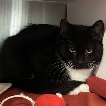 Domestic Short Hair Cats Available for Adoption in Cedaredge, Colorado - Rainer | PetCurious