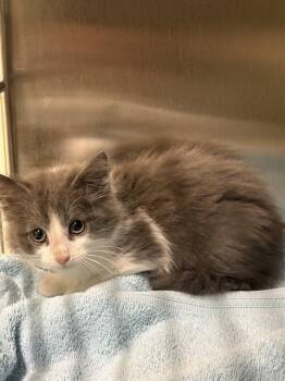 PASTRY -  Domestic Medium Hair Cat for Adoption in Minneapolis, Minnesota - PASTRY | PetCurious