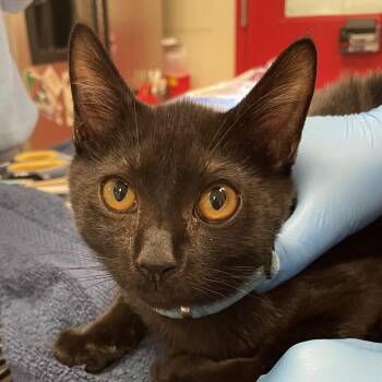 Domestic Short Hair and Bombay Cats Available for Adoption - Marsh | PetCurious
