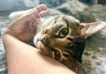 Rescue Domestic Short Hair Cats for Adoption in Mokena, Illinois - Peter | PetCurious