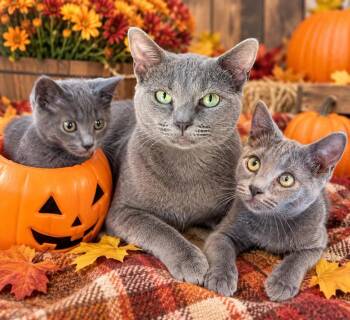 Leaf Peepers -  Domestic Short Hair Cat for Adoption in Corinth, New York - Leaf Peepers | PetCurious