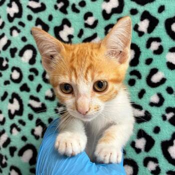 Coral -  Domestic Short Hair Cat for Adoption in San Antonio, Texas - Coral | PetCurious