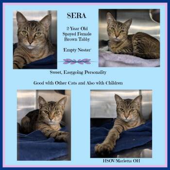 Tabby and Domestic Short Hair Cats Available for Adoption in Marietta, Ohio - Sera (Spayed) (Empty-Nester) (Updated Photos May 2026) | PetCurious
