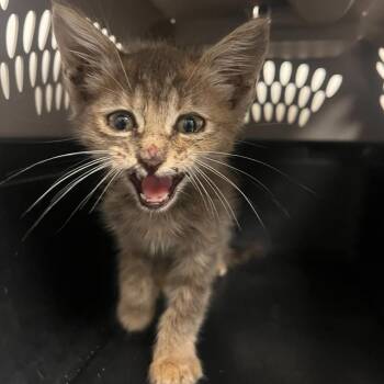 Peach Fuzz -  Domestic Short Hair Cat for Adoption in Hattiesburg, Mississippi - Peach Fuzz | PetCurious