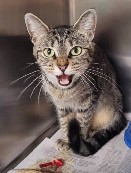 Rescue Domestic Short Hair Cats for Adoption in Hopkinsville, Kentucky - Ginger | PetCurious