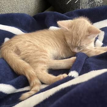 Stitch -  Domestic Short Hair Cat for Adoption in York, Pennsylvania - Stitch | PetCurious