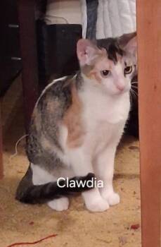 Clawdia -  Tabby and Calico Cat for Adoption in Pineville, Louisiana - Clawdia | PetCurious