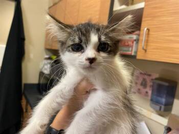 A612226 -  Domestic Long Hair Cat for Adoption in Modesto, California - A612226 | PetCurious