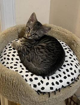 Tiny -  Tabby Cat for Adoption in Philadelphia, Pennsylvania - Tiny | PetCurious
