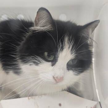 Peanut -  Domestic Medium Hair Cat for Adoption in Greenville, South Carolina - Peanut | PetCurious
