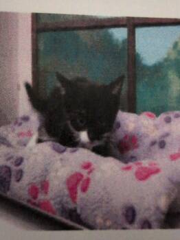 Elaine -  Domestic Short Hair Cat Available for Adoption in Parker, Colorado - Elaine | PetCurious