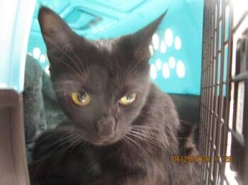 Ladybug(646) -  Domestic Short Hair Cat for Adoption in Marietta, Georgia - Ladybug(646) | PetCurious