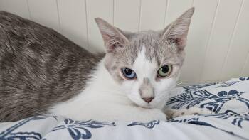 Domestic Short Hair Cats Available for Adoption in Wakefield, Quebec - Maple | PetCurious