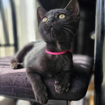 Yum Yum -  Domestic Short Hair Cat for Adoption in Pompano Beach, Florida - Yum Yum | PetCurious