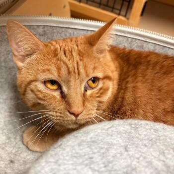 PRINCESS PEACH -  Domestic Short Hair Cat for Adoption in Joshua Tree, California - PRINCESS PEACH | PetCurious