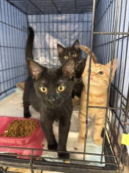 Lulu -  Domestic Short Hair Cat for Adoption in Fort Walton Beach, Florida - Lulu | PetCurious