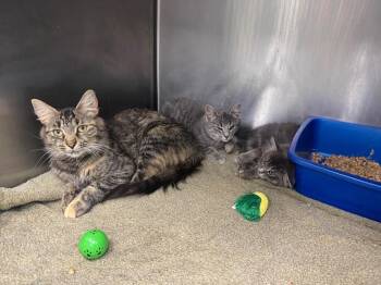 Domestic Short Hair Cats Available for Adoption - Jerry | PetCurious
