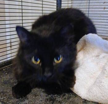 Domestic Medium Hair Cats Available for Adoption - Starling (Ling Ling) | PetCurious