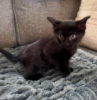 Agamemnon -  American Shorthair Cat for Adoption in Shawnee, Oklahoma - Agamemnon | PetCurious