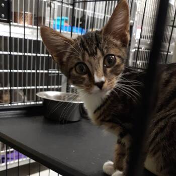 Sassy -  Domestic Short Hair Cat for Adoption in Spokane, Washington - Sassy | PetCurious