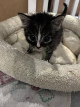 Domestic Short Hair Cats Available for Adoption in Lawrenceville, Georgia - Willow Tree | PetCurious