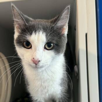 Arrow -  American Shorthair Cat for Adoption in Bethel, Connecticut - Arrow | PetCurious