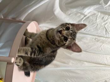 Stubby -  Domestic Short Hair Cat for Adoption in Long Beach, California - Stubby | PetCurious