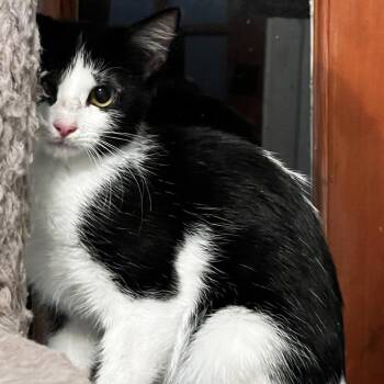 Domino -  Domestic Medium Hair Cat for Adoption in San Saba, Texas - Domino | PetCurious