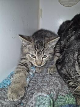 Buddy -  Domestic Short Hair Cat for Adoption in Thompson Falls, Montana - Buddy | PetCurious