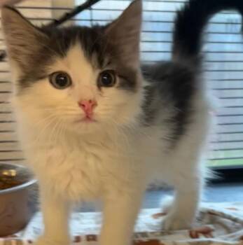 GAVAN -  Domestic Long Hair Cat for Adoption in Elizabethton, Tennessee - GAVAN | PetCurious