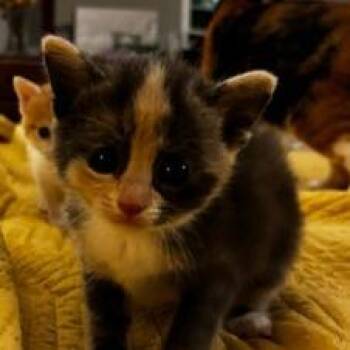 Cheryl -  Domestic Short Hair Cat Available for Adoption in Chapel Hill, North Carolina - Cheryl | PetCurious