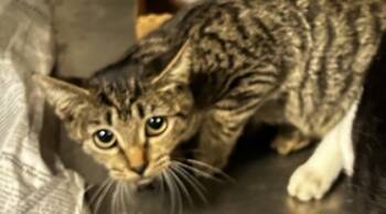 Rescue Domestic Short Hair Cats for Adoption in Spartanburg, South Carolina - Hayley | PetCurious