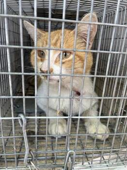 Domestic Short Hair Cats Available for Adoption in Louisville, Kentucky - A796194 | PetCurious