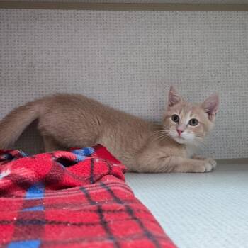 Rescue Domestic Short Hair Cats for Adoption in Graham, Texas - Labubu | PetCurious