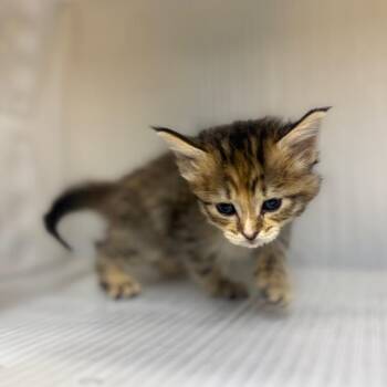 Domestic Short Hair Cats Available for Adoption in Pauls Valley, Oklahoma - Campfire | PetCurious