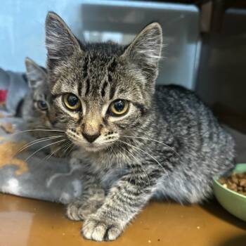 RORY -  Domestic Short Hair Cat for Adoption in Richmond, California - RORY | PetCurious