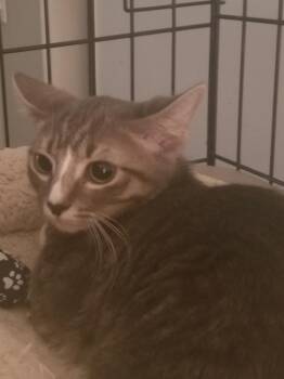 Penny -  Tabby Cat for Adoption in Calimesa, California - Penny | PetCurious