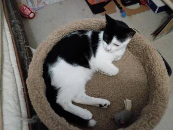 Taffey -  Domestic Short Hair Cat for Adoption in Walled Lake, Michigan - Taffey | PetCurious