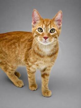 Mango -  Domestic Short Hair Cat for Adoption in Bowling Green, Kentucky - Mango | PetCurious
